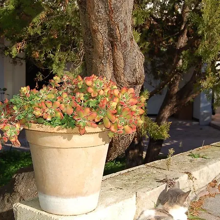 Bed & Breakfast Le Cicale Vieste